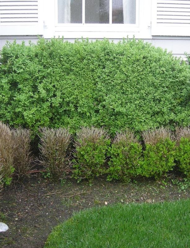 Potential impact English boxwood and American boxwood are the most susceptible Boxwood