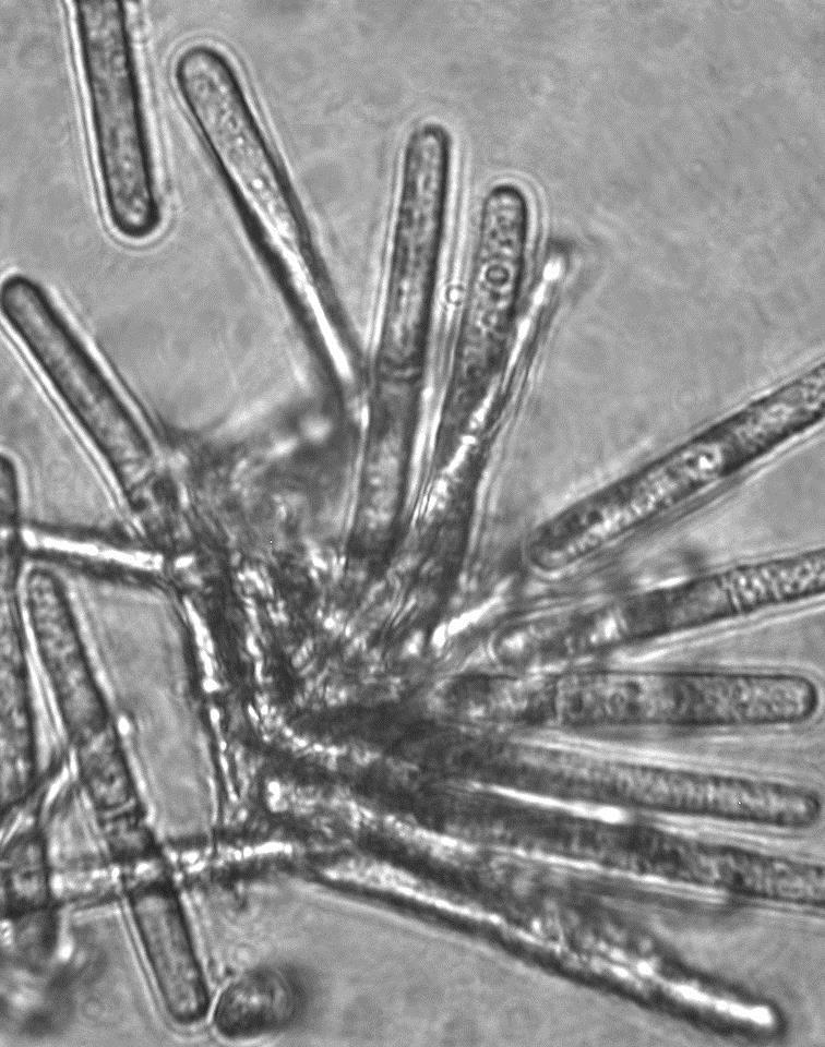 Pathogen biology Calonectria pseudonaviculata AKA Cylindrocladium buxicola OR Cylindrocladium pseudonaviculatum The large, sticky spores of this