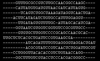 RNA bioinformatics 10 ncrna - Primary