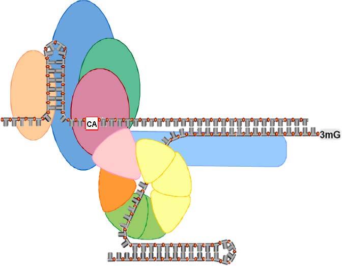 Stem-Loop motif of Histone pre-mrna DNA ZFP-100 CPSF-100