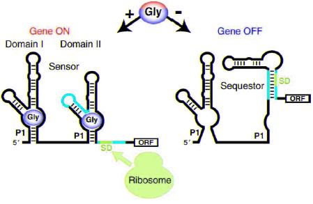 RNA bioinformatics 20