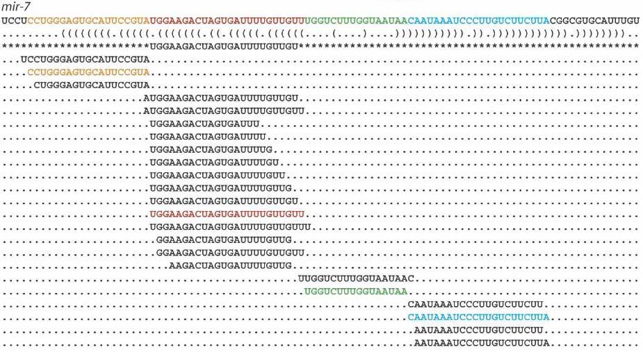 RNA bioinformatics 56 Ruby JG. et al. Genome Res.