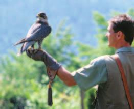 Fastest Facts Did you know... Nature s fastest creature is the peregrine falcon.