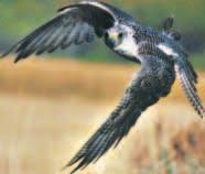 That tremendous speed enables the peregrine falcon to catch and kill other birds, which are its main prey. Graph It.