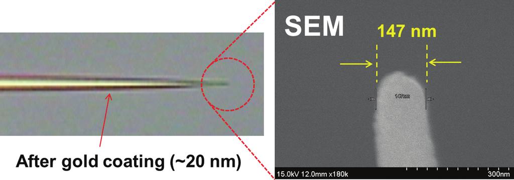 After pulling, the tip was coated with 20-nm-thick gold using a commercial sputter, and the apex size was determined by capturing the image using a scanning electron microscope. J. Nanosci.