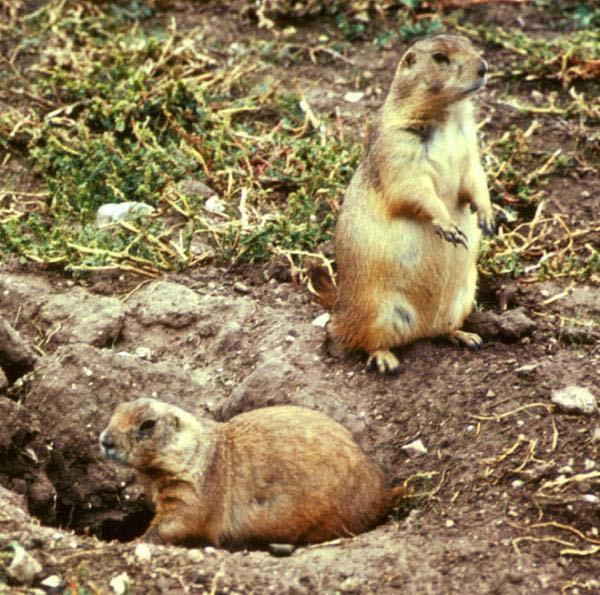 Burrowing animals, like moles and rabbits dig holes that expose new rocks to the effects of weathering.