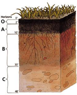 Soil Pro:ile A soil profile is a ver3cal sequence of soil layers.