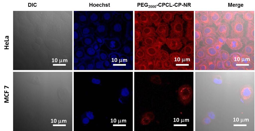 Figure SF 12: CLSM images of PEG 2000 -b-cpcl-cp-nr nanoparticles. In HeLa and MCF 7 cell line in second set of experiment.