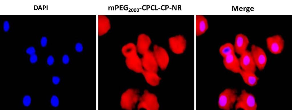 Figure SF 13: Fluorescence microscopy images of PEG 2000 -b-cpcl-cp-nr nanoparticles.