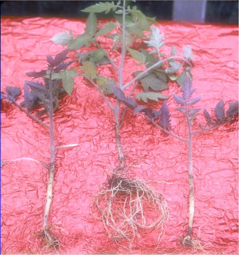 Treflan injury on tomatoes Sikkema RC Yield loss caused by Treflan + Dual Magnum + Sencor (PPI) increased as