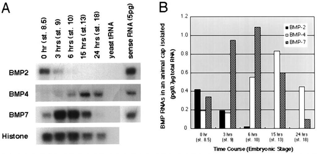 80 S.-i. Nishimatsu, G.H. Thomsen / Mechanisms of Development 74 (1998) 75 88 profile of endogenous BMP mrnas as animal caps were aged in vitro from blastula stage 8.5 through neurulation (stage 18).