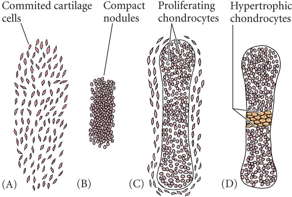 Bone Ossification types Mesenchymal cells commit to become cartilage Committed mesenchyme cells condense into nodules Chondrocytes proliferate; form cartilage model; secrete cartilage specific