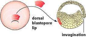 Formation of the anterior-posterior axis The dorsal mesoderm invaginates during gastrulation. During invagination it induces the anteriorposterior axis in the embryo.