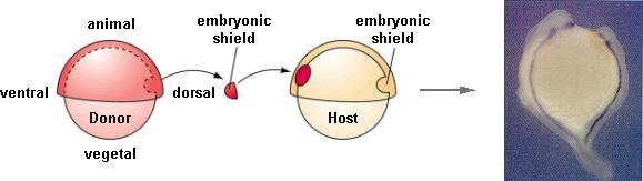 Conservation in zebrafish A similar experiment can be done in zebrafish. The embryonic shield of the zebrafish resembles the dorsal blastopore lip of Xenopus.
