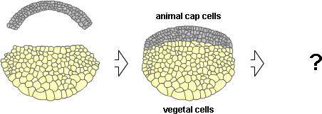 13. Q3 Explants When isolated animal caps or vegetal parts of the Xenopus blastula are grown in culture