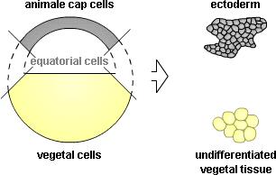 What happens if animal caps and vegetal parts of the embryo are combined? 14.