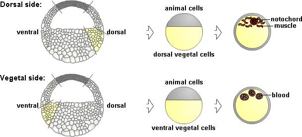 12. Vegetal hemisphere Different parts of the vegetal hemisphere induce different mesoderm: - Dorsal vegetal cells induce dorsal mesoderm (muscle and notochord).