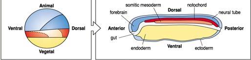 Vertebrate embryos are similar at the phylotypic stage Patterning the Vertebrate Body Plan II: Mesoderm & Early Nervous System Wolpert L, Beddington R, Jessell T, Lawrence P, Meyerowitz E, Smith J.