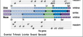 11 For different antibody to stain The arrowheads indicated the anterior boundary of expression of each gene within the neural tube Hox genes pattern the somites Hox genes are expressed as