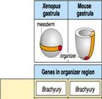 Different stage of embryo, spemann organizer plays different induction of axis. May different gene expression at different stage in organizer.