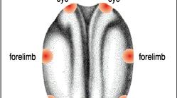 The embryo is patterned by the neural stage into organ-forming regions At gastrulation state, body plane had