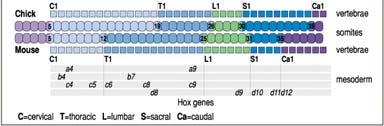 Hox gene expression is co-linear Hoxa1 has its most anterior expression in the posterior head. Hoxa11 has its most anterior expression in the sacral (lower back) region.