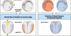 Neural plate is induced by mesoderm and in the ectorderm Neural plate is induced by signaling mechanism(s) Dorsal lip transplantation experiments demonstrate that a nervous system can be induced from