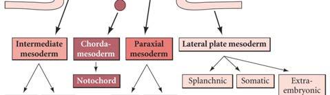 Cells from the medial region of the somite (which express MyoD) form axial & back muscles. Lateral region of somites form abdominal and limb muscles.