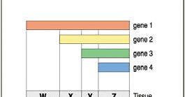 Paralogy group -are thehox complexes - natural clusters of Hox genes on a chromosome - order relates to the duplication that occurred within a chromosomal region Orthology group - appropriate