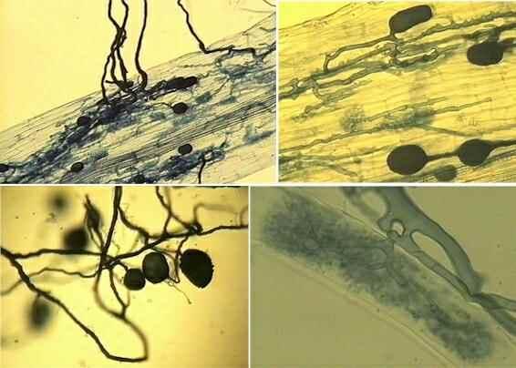 Fig 13.1 Fungal hyphae extensively colonize roots 2.