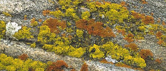 Lichen Partners 13,500 to 17,000 species of lichens