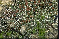 lichens Pel9gera Most common genus Found in dog lichen Some