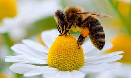 Bees can even be used to deliver biopesticides to flowers.