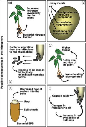 Q: How does symbiotic relationship between legumes and Rhizobium work? A: A symbiotic relationship between the plant and the microbe requires both the plant and the microbe to benefit.