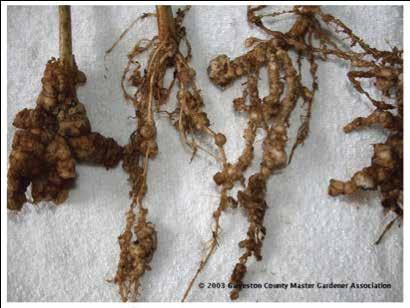 rhizobia interactions and changes in soil physiochemical conditions.