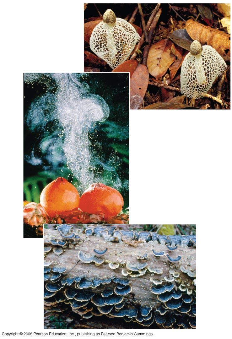 Fig. 31-18 Maiden veil fungus (Dictyphora), a fungus with an odor like