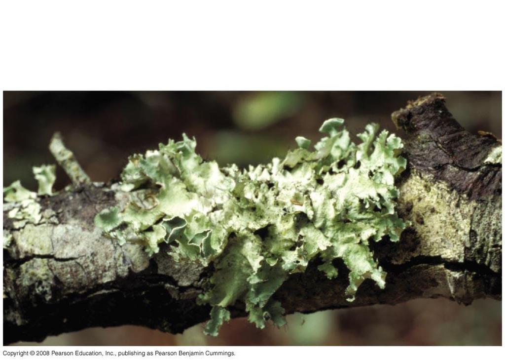 Lichens A lichen is a symbiotic association The fungal