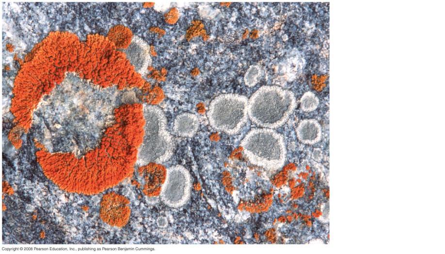 or cyanobacteria occupy an inner layer below the lichen