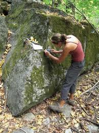 Lichens are important pioneers on new rock and soil surfaces Lichens are sensitive to pollution, and their death can be