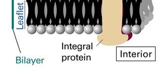 molecule) ion pumps: proteins actively