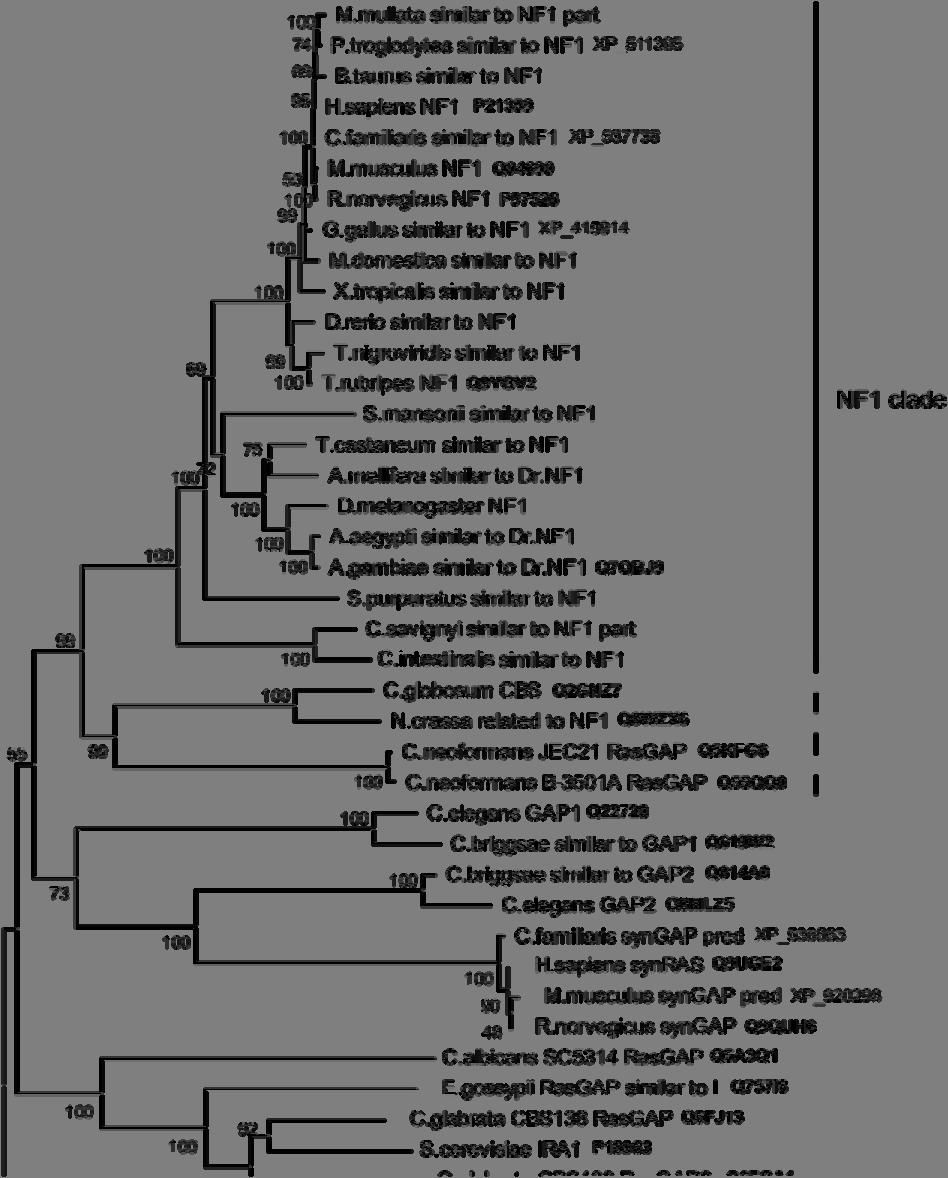 144 Part 5 (P. troglodytes, C. familiaris, G. gallus, A. gambiae), as well as NF1-related protein of N. crassa and three other RasGAPs of fungi.