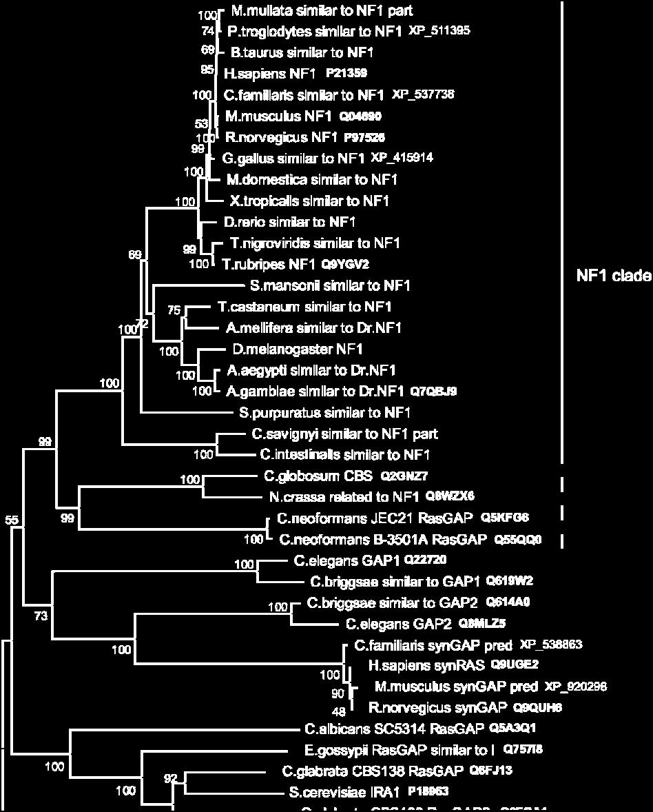 Based on the obtained NF1 sequences and the close related proteins the phylogenetic tree was constructed (Fig. 1).