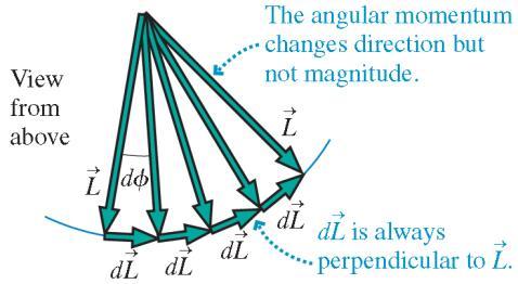 Initially, gravity acts to increase the angular momentum slightly in the direction of the
