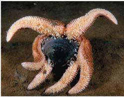 ECHINODERMS: Sea stars, sea urchins, sea cucumbers Kingdom: Animalia Phylum: Echinodermata Larvae: bilateral