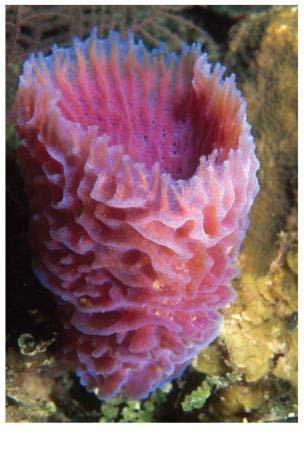 SPONGES Kingdom: Animalia Phylum: Porifera Simplest animal no ; no true ; no muscles or organs Porous: made of spongin Body