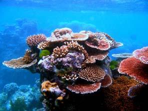 CNIDARIANS: Ex: anemones, corals and jellyfish