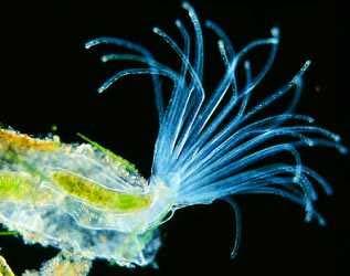 FLATWORMS:, tapeworms and flukes Kingdom: Animalia Phylum: Platyhelminthes Simple brain,