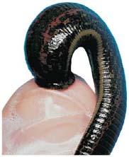 Kingdom: Animalia Phylum: Annelida Segmented bodies help