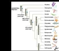 Animal phylogeny based on molecular data Points of agreement All animals share a common ancestor Sponges are basal