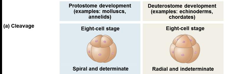 v Protostome development is spiral and determinate (fate of cell determined as it s formed) v Deuterostome development is radial and indeterminate (fate of cell not yet determined)